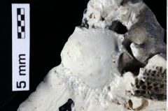 Foto (Detailansicht) von Goniodromitidae indet. (NHMW-GEO-1990-0041-0389)